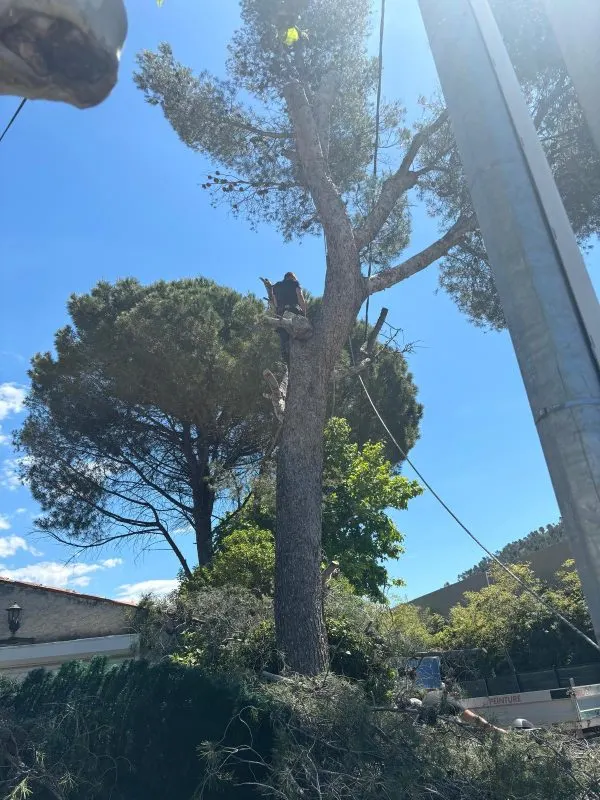 Réalisation d’élagage d’un grand arbre à Aubagne - Wes Élagueur