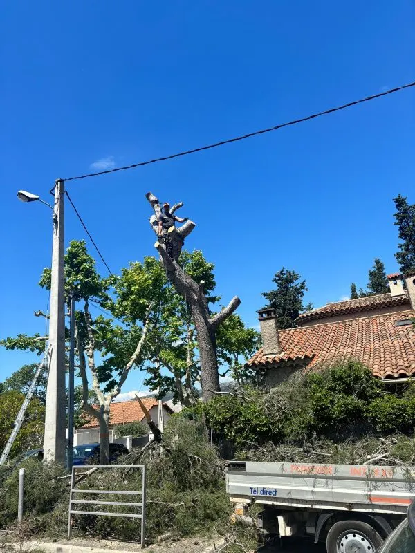 Chantier d’élagage à Aubagne - Wes Élagueur
