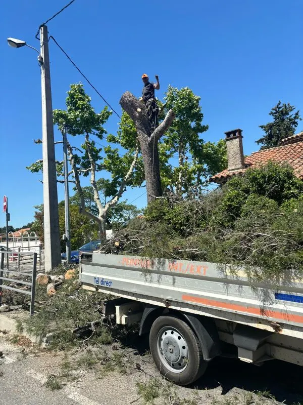Abattage et évacuation des branches par Wes Élagueur